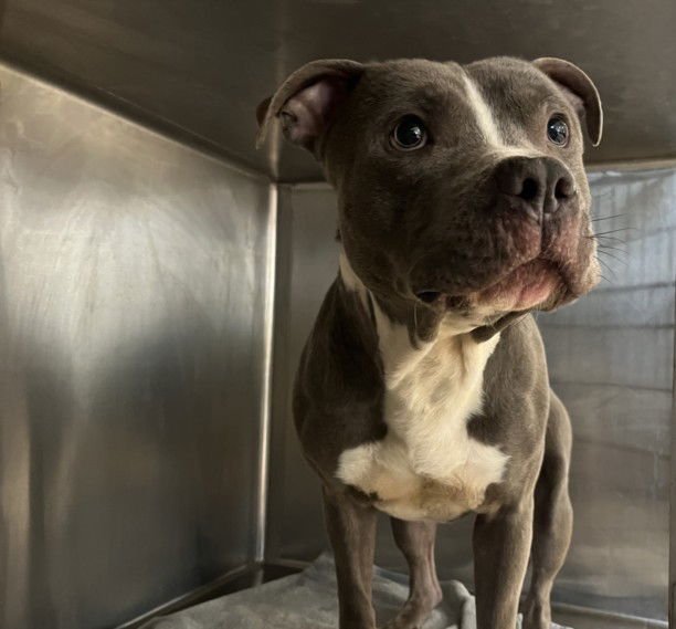 BLUE - Pit Bull Terrier available for adoption