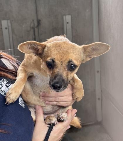 ROXY - Chihuahua available for adoption