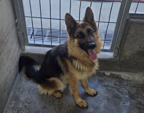 HEIDI - German Shepherd Dog available for adoption
