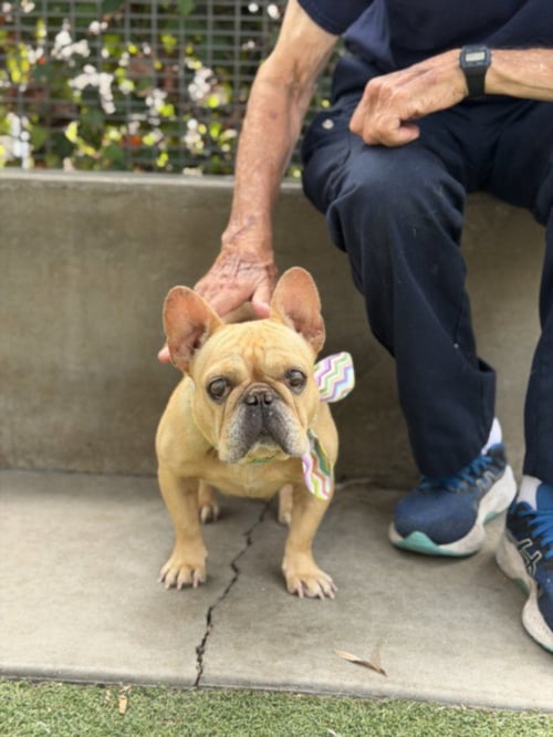 SIROCCO - French Bulldog available for adoption