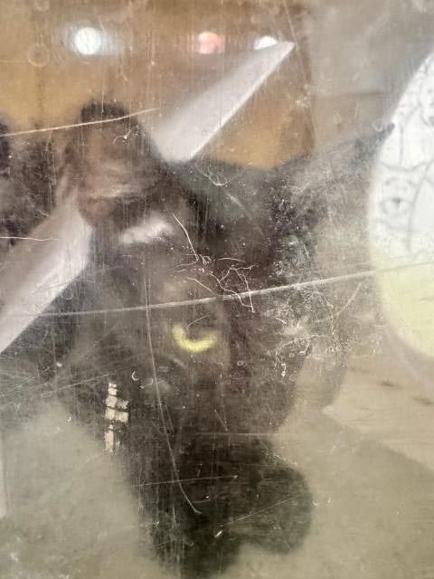 A2256943 - Domestic Short Hair available for adoption