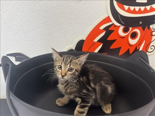 BUTTER - Domestic Short Hair available for adoption