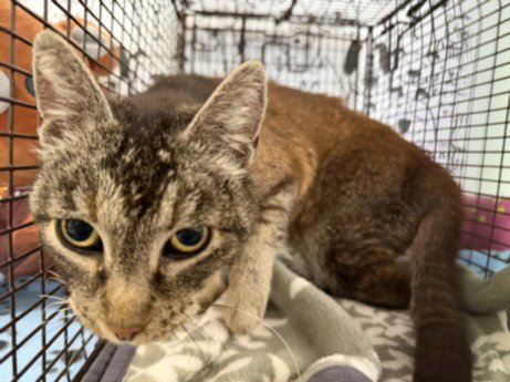GLADYS - Domestic Short Hair available for adoption