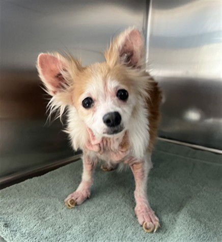 TALLY - Chihuahua available for adoption