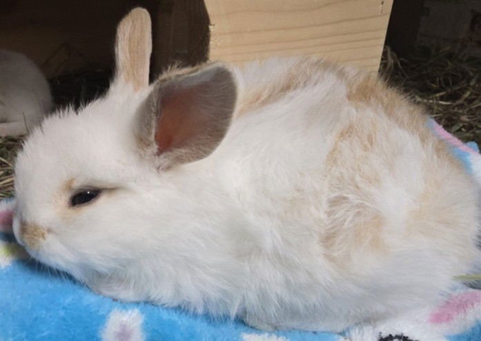 ECHO BMAN - Shorthaired Rabbit available for adoption