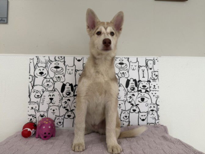 CEDAR - Siberian Husky available for adoption