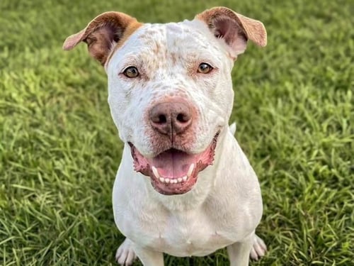 TOMMY - Pit Bull Terrier available for adoption