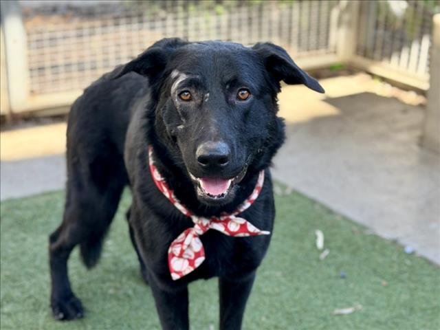 HENRY - Labrador Retriever available for adoption