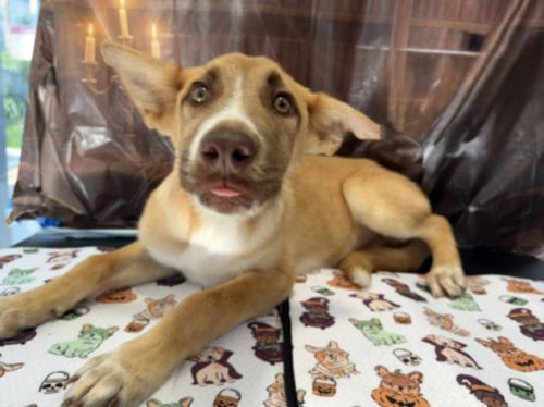 A2295775 - German Shepherd Dog available for adoption