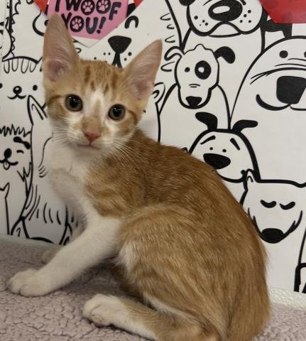 BENEDICT BRIDGERTON - Domestic Short Hair available for adoption