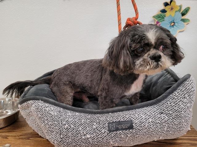 DOMINO - Shih Tzu available for adoption