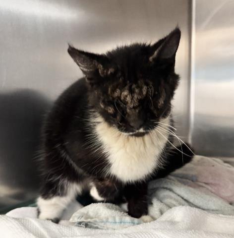 BMW - Domestic Short Hair available for adoption