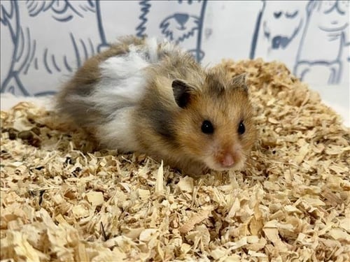 THING 2 - Hamster available for adoption