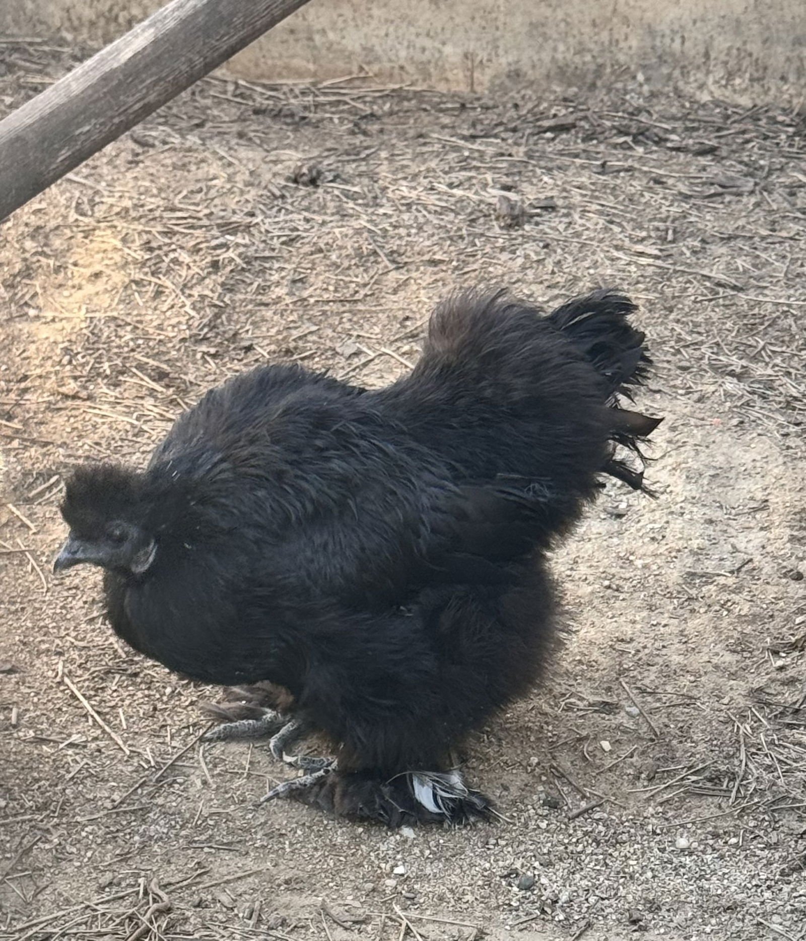 CHICKEN - Chicken available for adoption