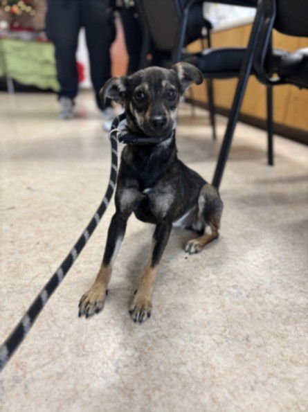 ATLAS - Chihuahua available for adoption