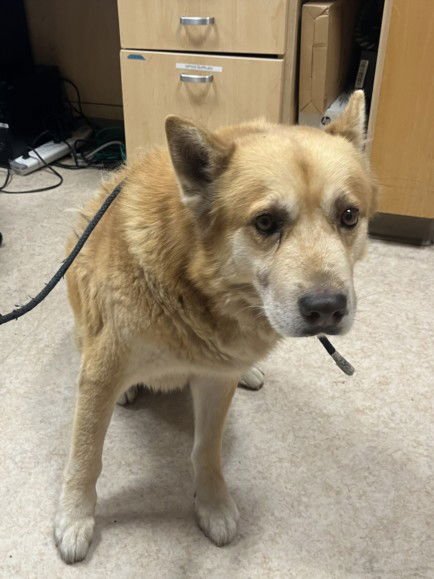 BRADY - German Shepherd Dog available for adoption