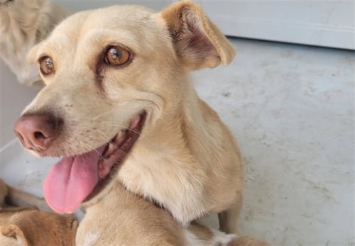 JONIE - Chihuahua available for adoption