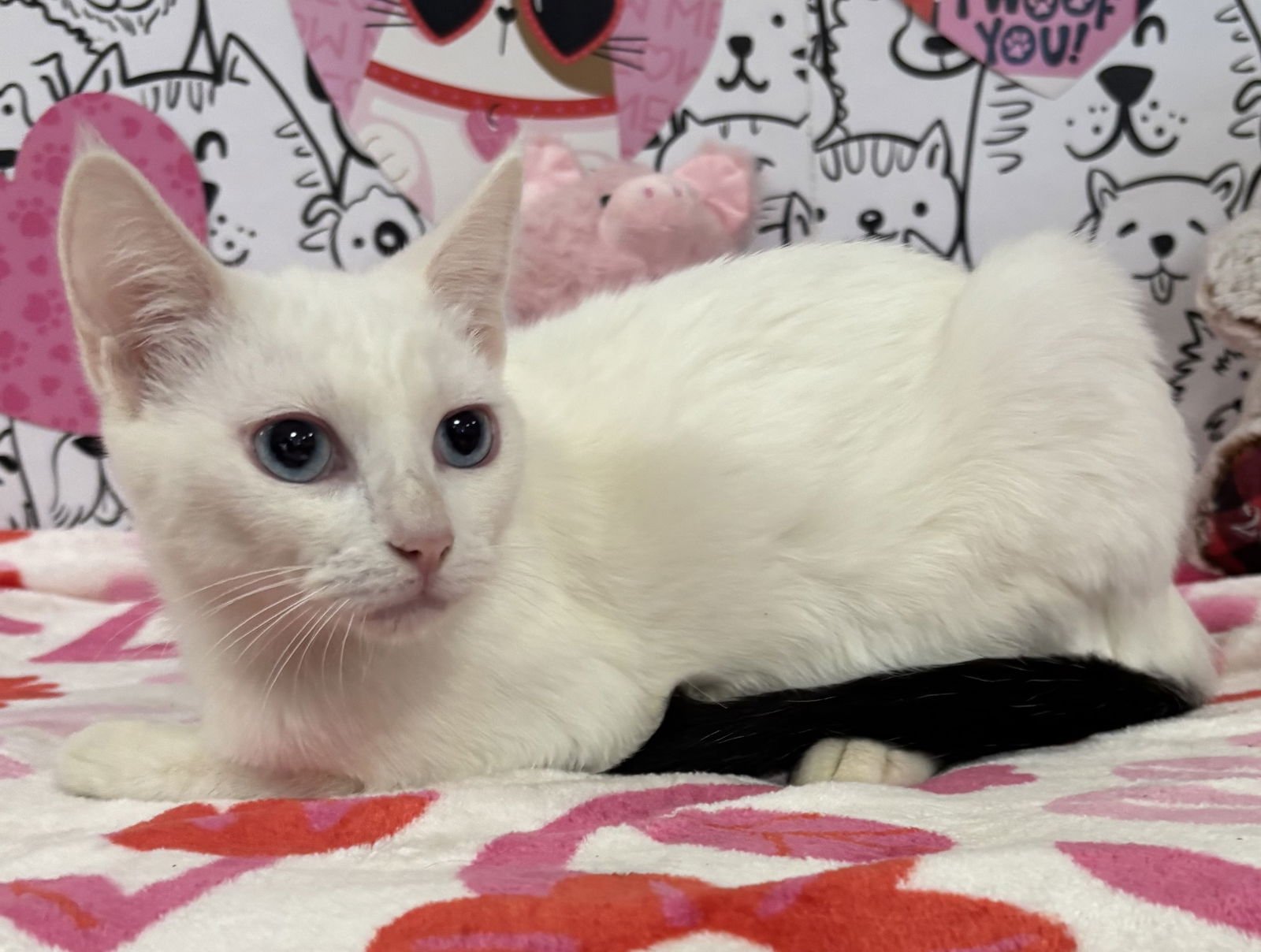 BIG MAC - Domestic Short Hair available for adoption