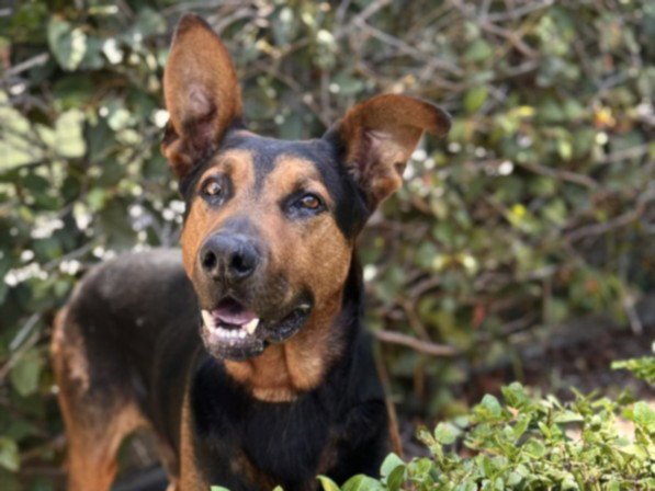 SAMPSON Image
