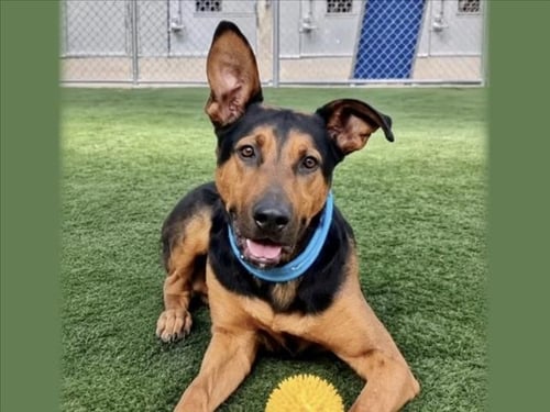 SAMPSON - German Shepherd Dog available for adoption