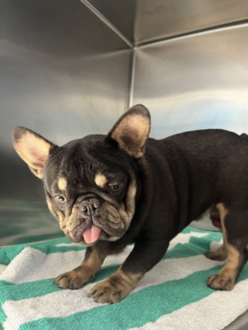 PEE-WEE - French Bulldog available for adoption