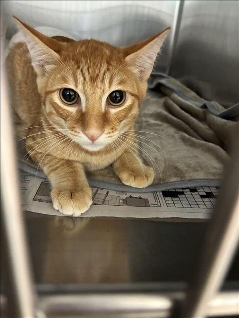 A2292997 - Domestic Short Hair available for adoption