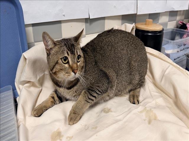 TOMMY - Domestic Short Hair available for adoption