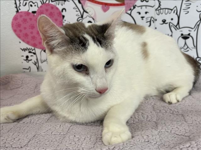 NIKO - Domestic Short Hair available for adoption