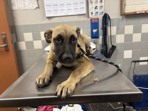 MARILYN - German Shepherd Dog available for adoption