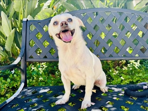 BLANCO - Chihuahua / Maltese available for adoption
