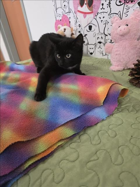 ANGUS - Domestic Short Hair available for adoption