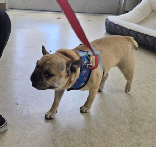 A2286223 - French Bulldog available for adoption