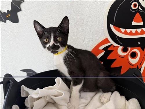 A2292492 - Domestic Short Hair available for adoption