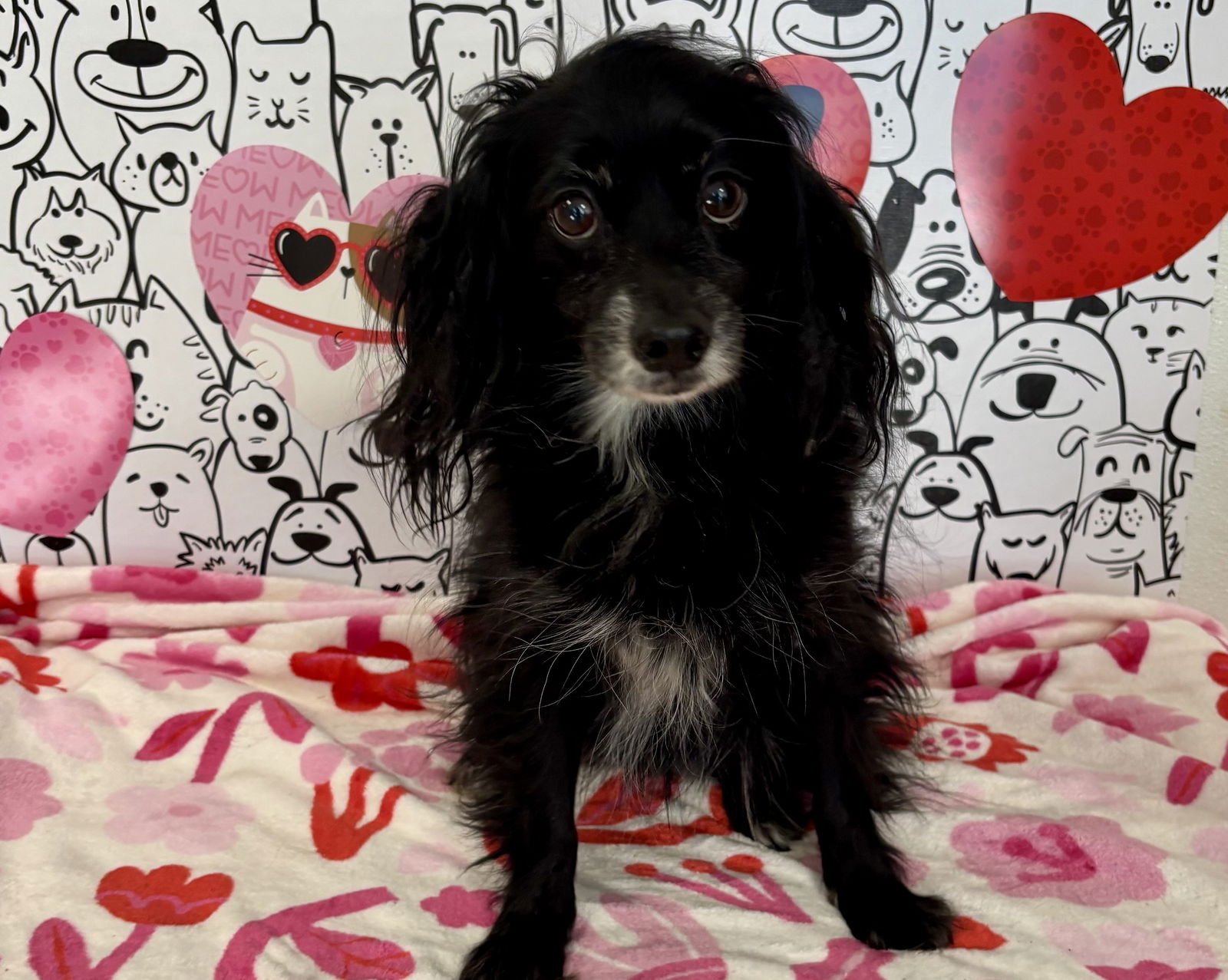 TOBBY - Cocker Spaniel available for adoption