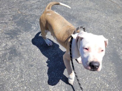 OLLIE - American Pit Bull Terrier available for adoption
