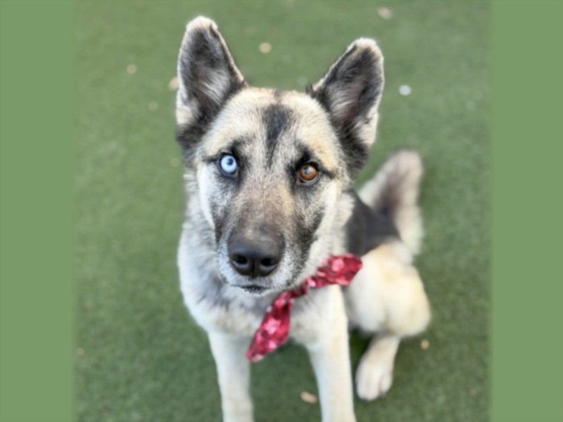 TIPS - German Shepherd Dog available for adoption