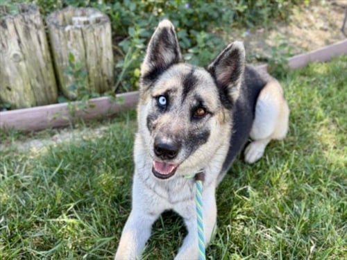 TIPS - German Shepherd Dog available for adoption