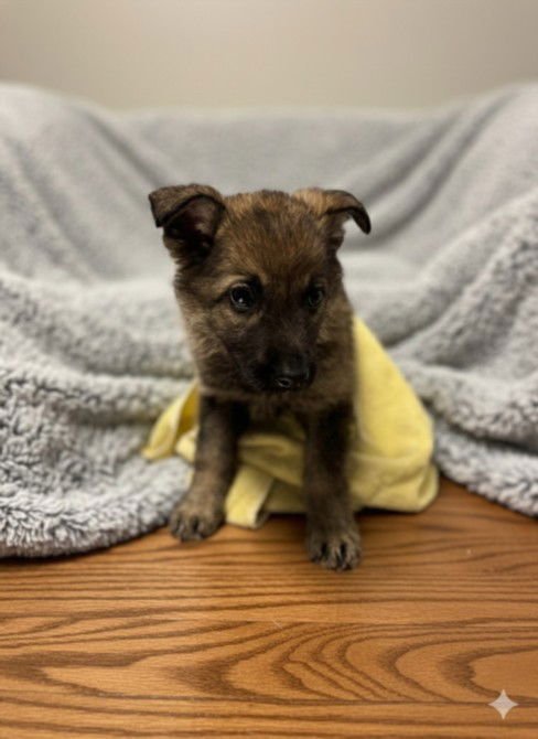 PEPSI - German Shepherd Dog available for adoption