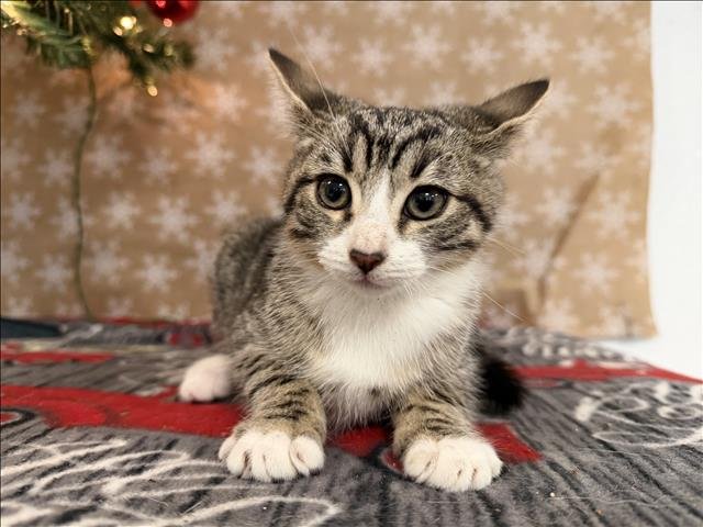 A2251114 - Domestic Short Hair available for adoption