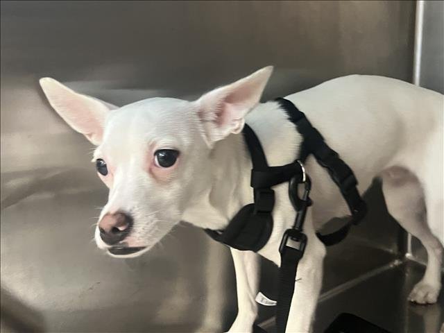 NINA - Chihuahua available for adoption