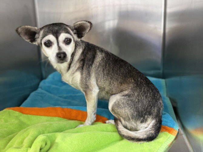 PEPPA - Chihuahua available for adoption