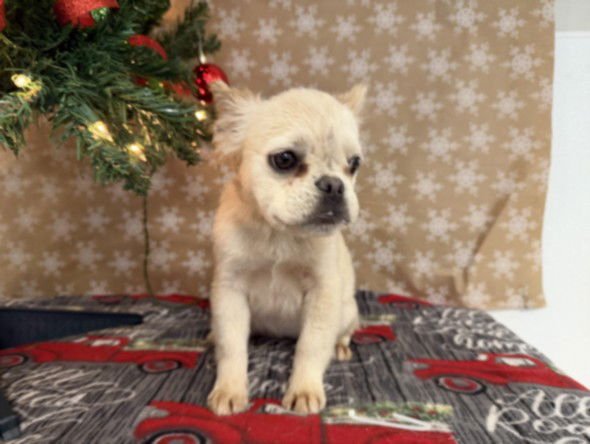 DAISY - French Bulldog available for adoption