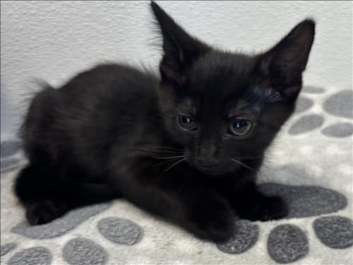 SHADOW - Domestic Short Hair available for adoption