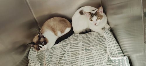 MOOSKI - Domestic Short Hair available for adoption