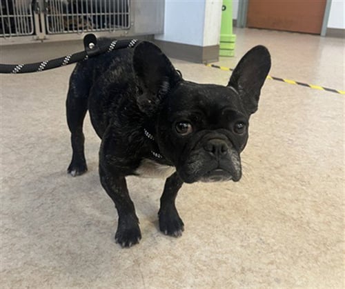 A2286673 - French Bulldog available for adoption