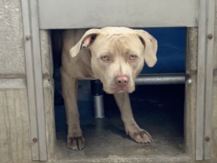 WILLY - Pit Bull Terrier available for adoption