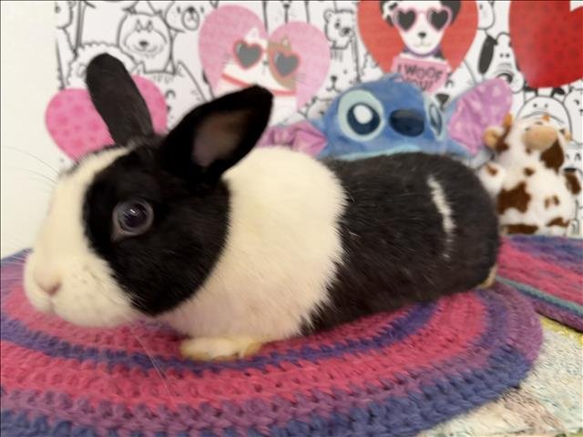 SHIMMER - American available for adoption