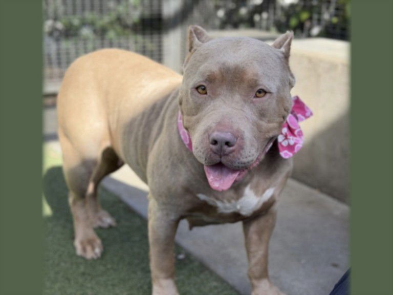 TANYA - Pit Bull Terrier available for adoption