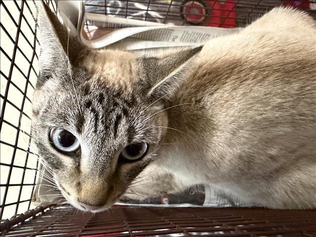 A2251190 - Siamese available for adoption