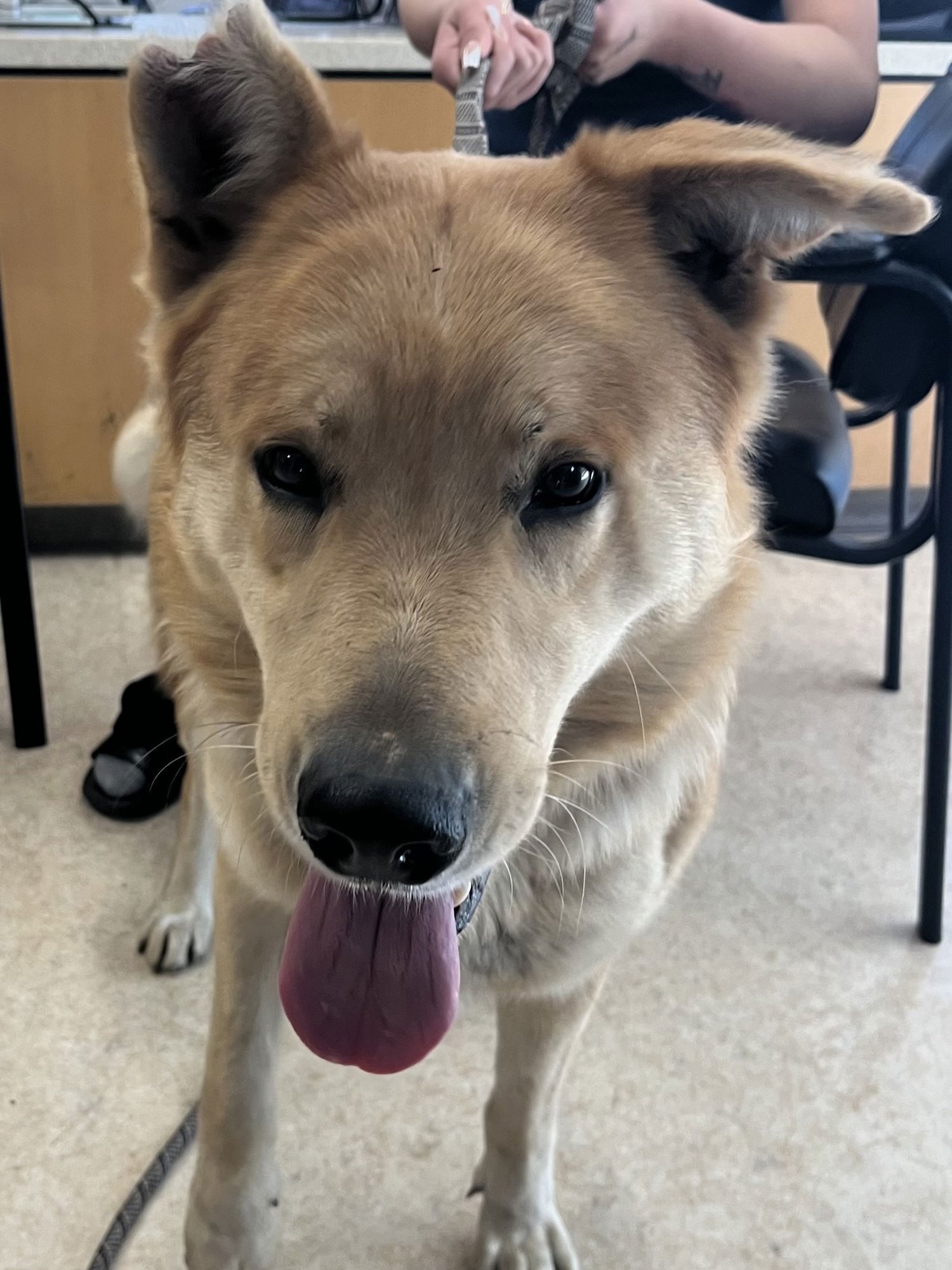 FRANKY - German Shepherd Dog available for adoption